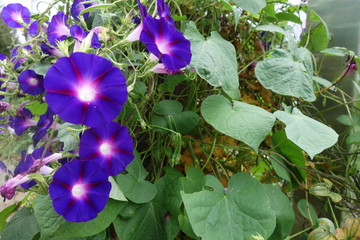 屋外の青紫の朝顔の花