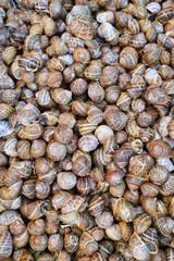 Top down close up view of snails portrait