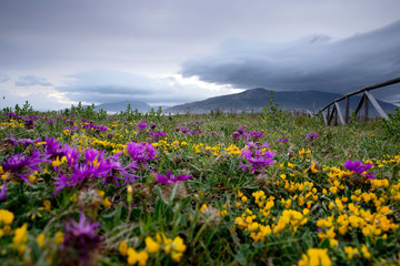 Spring colorful flowers at The Strait Natural Park, Tarifa, Cadiz, Andalucia, Spain