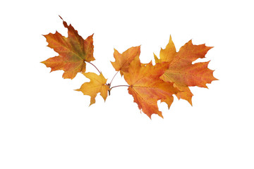 Branch of autumn orange maple leaves isolated on white background