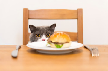 British shorthair cat looking at hamburger on the table