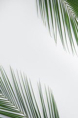 Fototapeta premium Fresh tropical leaves on light background