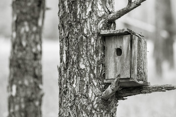 Birdhouse in the forest where bird loya
