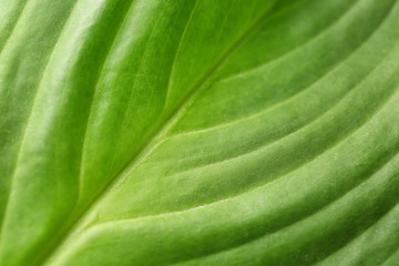 Texture of green tropical leaf, closeup