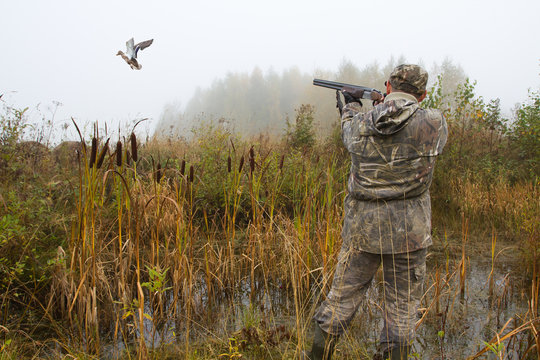 the hunter aims at a duck that has risen from a thicket of reeds