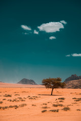 The last tree in the Wadi rum desert, Jordan