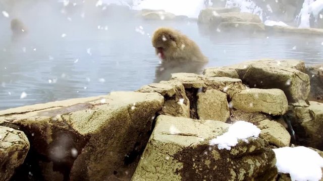 animals, nature and wildlife concept - japanese macaque or snow monkey in hot spring of jigokudani park