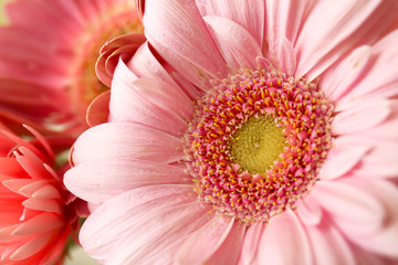 Beautiful gerbera flowers, closeup view