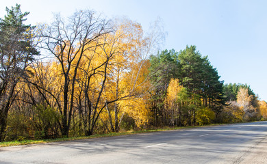 Road to the autumn forest, autumn nature landscape.
