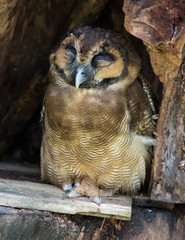 Portrait of sleeping screech owl also with large beautiful brown eyes, feathers eyebrows and sharp claws