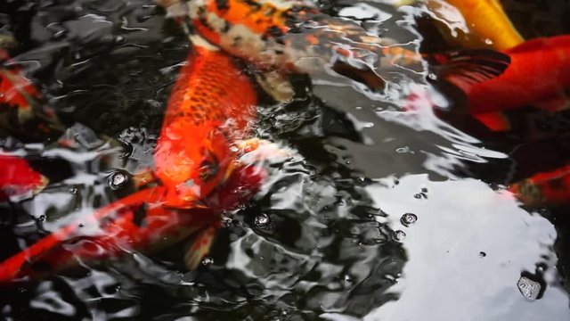 Koi fish or Amur carp fish swimming in pond. It golden red orange and yellow of body.