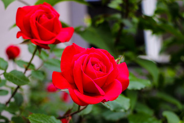 Detail of red roses in the garden. Selective focus.