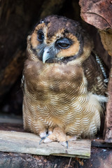 Portrait of sad screech owl also with large beautiful brown eyes, feathers eyebrows and sharp claws disturbed during a day sleeping