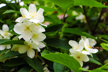 Close-up of flowering cherries and apple trees in the garden. Selective focus. Nature background. Soft light falls on green leaves and flowers.