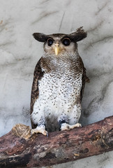 Naklejka premium Portrait of angry frightened barred eagle-owl, also called the Malay eagle-owl, awaked and disturbed by strange sound and gazing enormous brown eyes