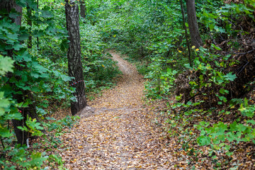 Steep descent in the forest for a bicycle. Extreme Forest Path