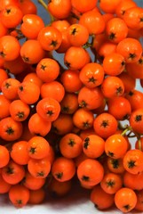 many ashberry fruits in closeup