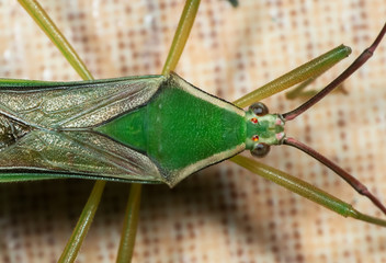 Macro Photo of Green Assassin Bug on The Floor