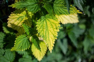 Plants wither in the fall. Natural background from vegetation.