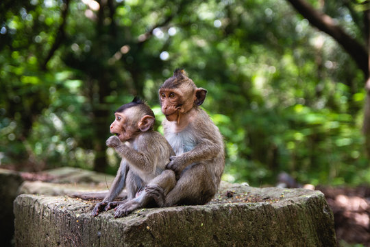 Two monkey brothers posing for a family picture in SIem Reap, Cambodia