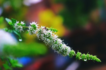 flowers in the garden
