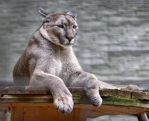 portrait of a relaxing american puma