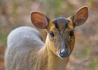 portrait of a barking deer with bokeh background