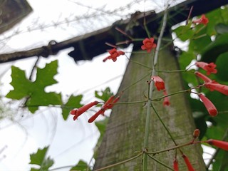 branch with red berries