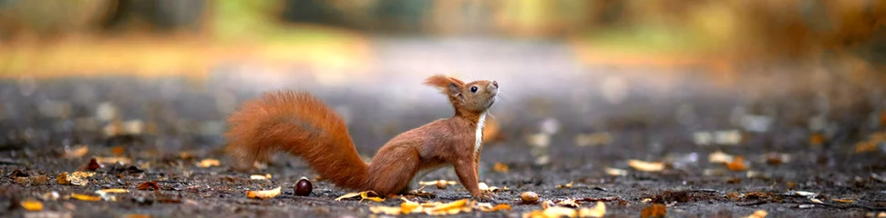 Foto op Plexiglas grappige eekhoorn in het park © Jenny Sturm