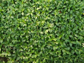 Obraz premium background of green leaves