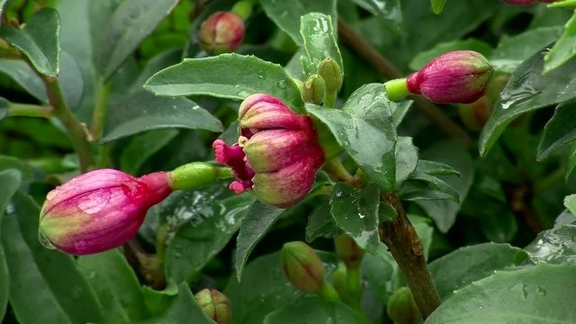 Nasse Fuchsien (Knospen) zittern im Wind