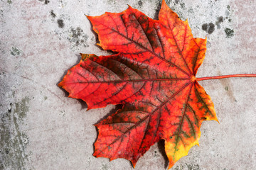 Naklejka na ściany i meble Colorful maple leaf on gray background. Autumn