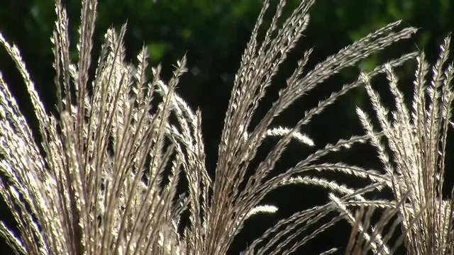 Binsengras bilder Bläddra bland 55 stockfoton, vektorer och videor