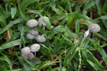 mushrooms on the grass