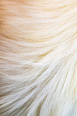 Dog hair as an abstract background