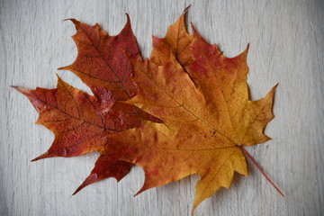 Autumn leaves isolated on wooden background