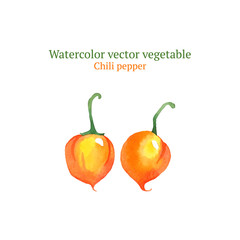 Watercolor vector chili pepper