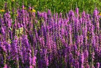 Obraz premium snake grass flower (Echium vulgare)