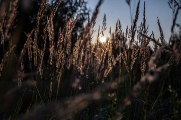 Obraz premium Plants at sunset. Spikes in the field. Beautiful natural background from plants.