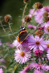 red admiral butterfly on pink flowers