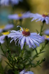 Obraz premium soft light blue blossoms with green background