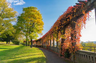 Beautiful garden in autumn colors in Kassel, called vineyard, the gateway to the city, Germany, Kassel, October 13, 2019
