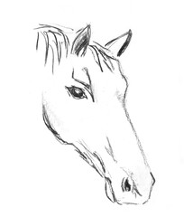 Charcoal drawing the head of the horse