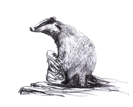 Charcoal drawing. Badger stands leaning on a tree