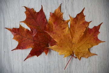 Naklejka na ściany i meble Autumn leaves isolated on wooden background
