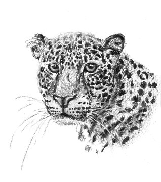 Charcoal drawing head of the leopard
