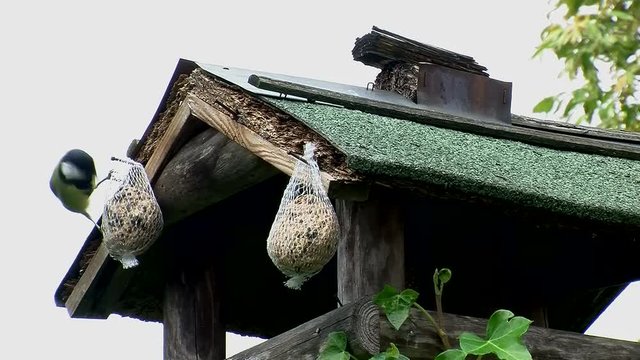 Eine Kohlmeise frisst am Meisenkn&ouml;del