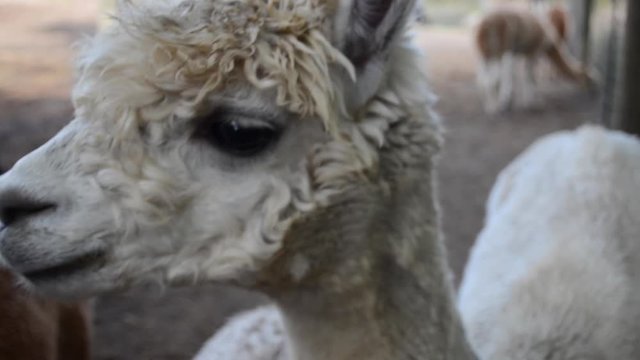 Baby Alpaca Close Up - Big Eyes