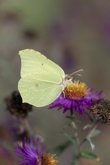 Yellow butterfly on purple blossom