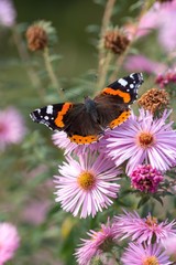 Red admiral butterfly on pink flower
